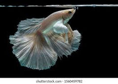Betta Rosetail