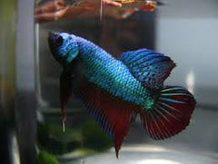 Betta Splendens Betta Plakat Man