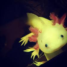 Axolotl Goud (Ambystoma Mexicanum)