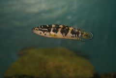 Julidochromis Transcriptus Kissi Tanganyika Cichlide