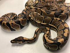 Koningspython Python Regius