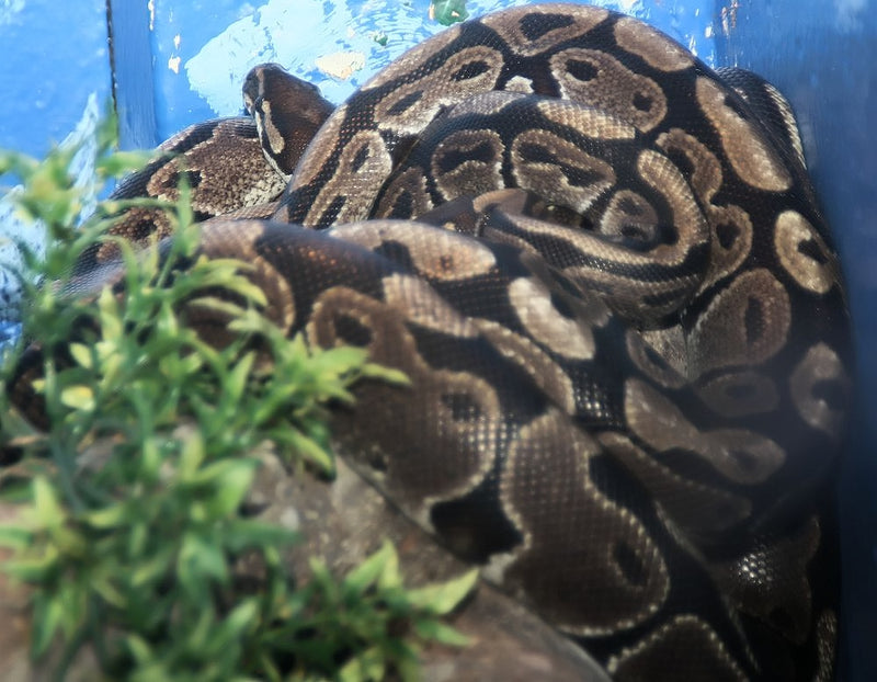 Koningspython Python Regius "Morphs"