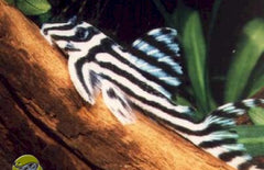 Hypancistrus Zebra (L046)