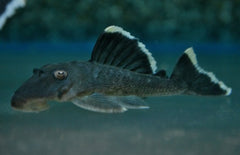 Baryancistrus sp. (L047)