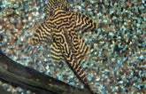 L066 Hypancistrus sp.
