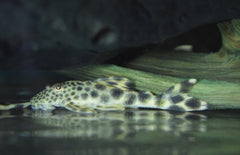 Peckoltia Sabaji (L075) 4-6cm
