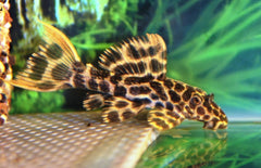 Pseudacanthicus Leopardus L114