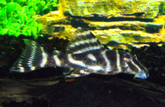 Hypancistrus Debilittera (L129)