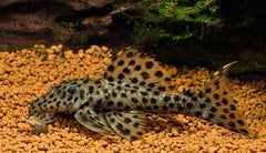 Leporacanthicus Heterodon (L172)