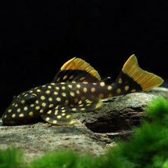 L177 Baryancistrus Xanthellus