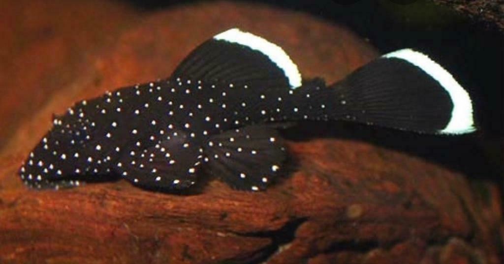 Ancistrus sp. L181 Harnasmeerval Brazilië