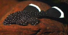 Ancistrus Sp. L181 Harnasmeerval Brazilie