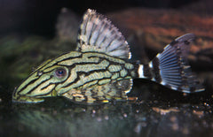 Panaque sp. L191 (Broken Line Royal Pleco)