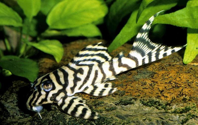 L236 Hypancistrus sp. L