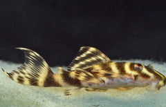 Hypancistrus sp. (L270)