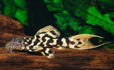 L273 Pseudacanthicus sp. 17-20 CM