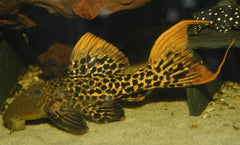 L273 Pseudacanthicus sp. 17-20 CM