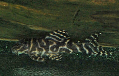 L401 Hypancistrus sp.