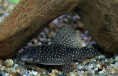 Hypancistrus Margaritatus (L404)