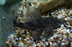 Hypancistrus Margaritatus (L404)