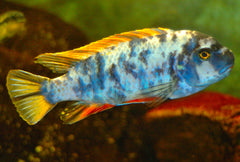 Labeotropheus fuelleborni marmelade cat Fuelleborn's Cichlide