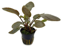 Lagenandra Meeboldii