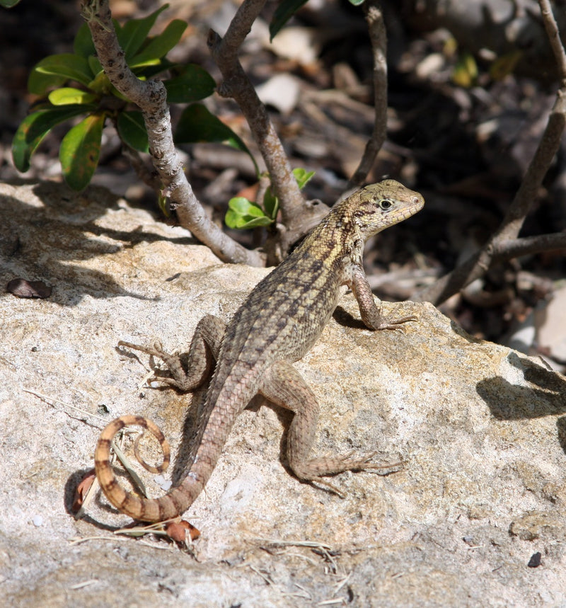 Leiocephalus schreibersi