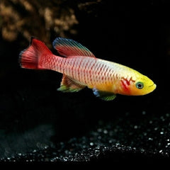 Nothobranchius guentheri gold