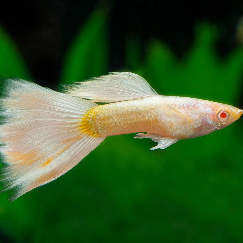 Poecilia Reticulatus Guppy Platinum Male