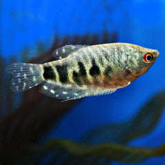 Trichogaster Marmorata Marmer Gourami