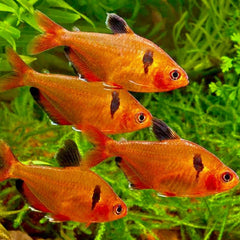 Hyphessobrycon Callistus M Rode Minor