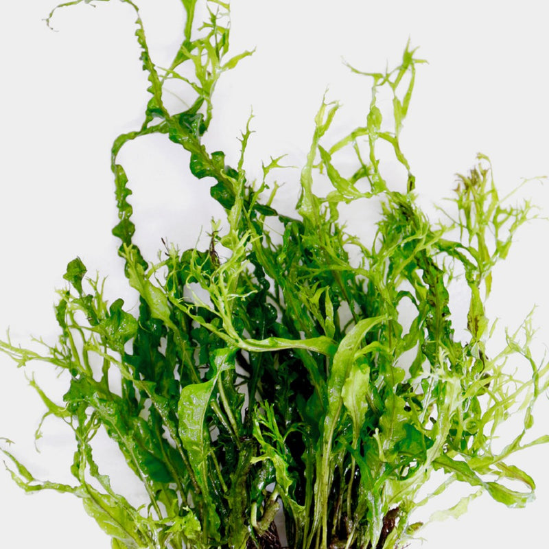 Microsorum Twisted Leaf