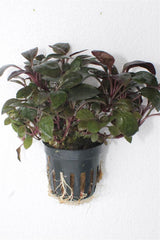 Lobelia Cardinalis mini