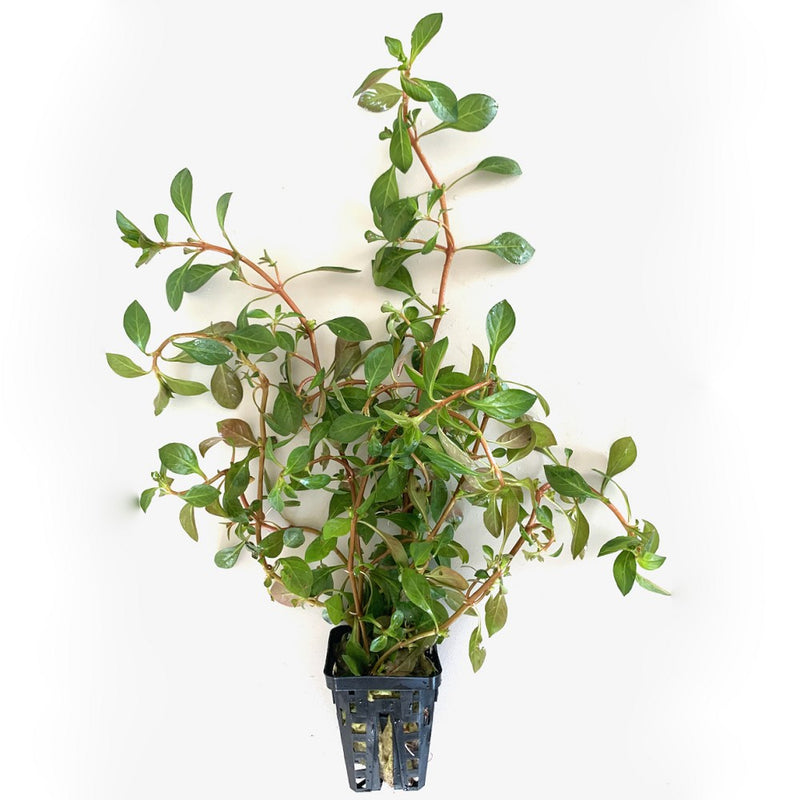 Ludwigia glandulosa