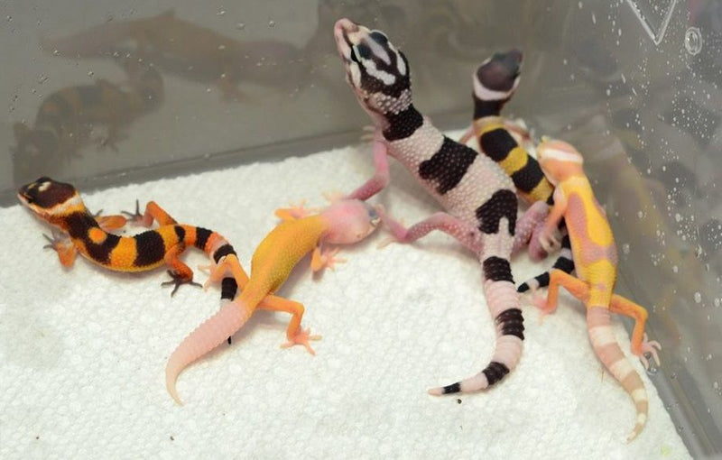 Eublepharis Macularius (Luipaard Gekko) Morphs Mixed