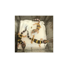 Eublepharis Macularius (Luipaard Gekko) Morphs Mixed