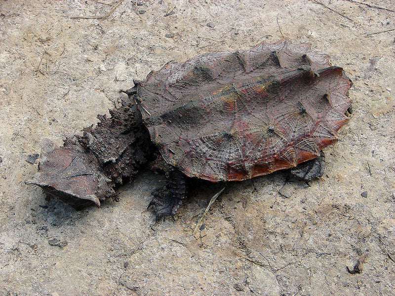 Chelus Fimbriatus Mata Mata