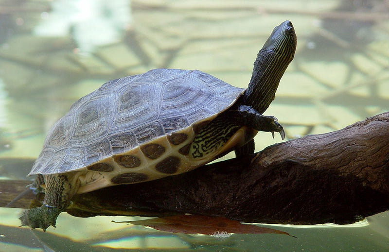 Mauremys sinensis