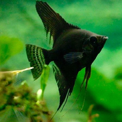 Pterophyllum Sc. Pinoy Zwart