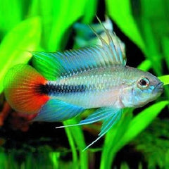 Apistogramma sp. mamore