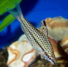 Chilodus Punctatus Gestippelde Kopstaander