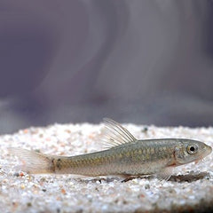 Crossocheilus Latius