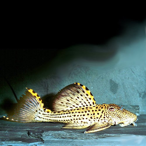 Leporacanthicus triactis (L091)