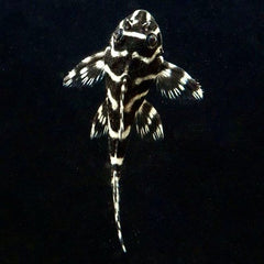 Hypancistrus sp. (L333)