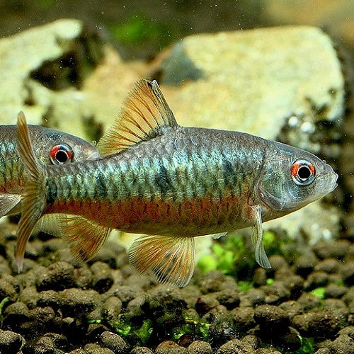 Puntius snyderi
