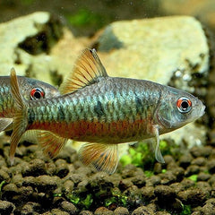 Puntius snyderi