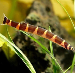 Pangio kuhlii - Reuzenmodderkruiper