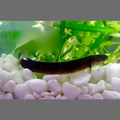 Acanth kuhlii Black- Zwarte modderkruiper