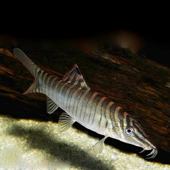 Syncrossus helodus M Tijgerbotia