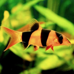 Chromobotia Macracanthus Clownbotia